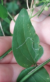 Marmara new species 2 - on Clematis