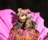 Synchlora unidentified species