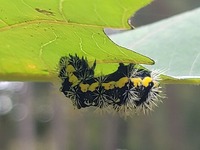 Acronicta oblinita