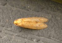 Tischeria quercitella