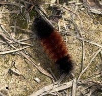 Pyrrharctia isabella