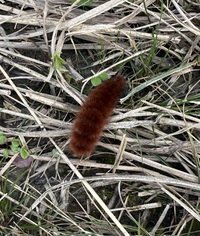 Pyrrharctia isabella