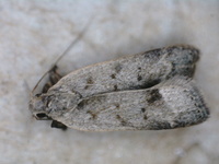 Dichomeris citrifoliella
