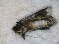 Dichomeris citrifoliella