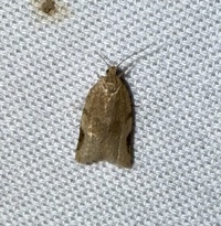 Clepsis virescana