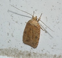 Agonopterix thelmae