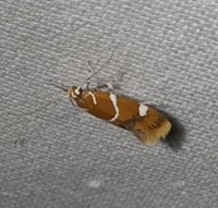 Promalactis suzukiella