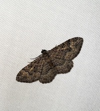 Disclisioprocta stellata