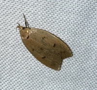 Machimia tentoriferella