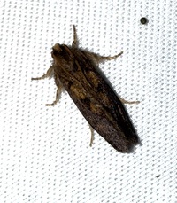 Acrolophus mora