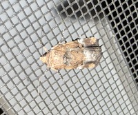 Elaphria chalcedonia