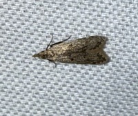 Dichomeris punctipennella