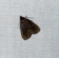 Idia rotundalis