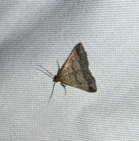 Tetanolita floridana