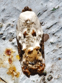 Acleris nivisellana