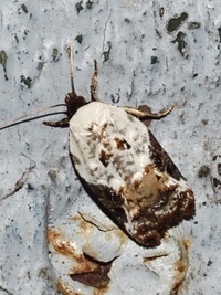 Acleris nivisellana