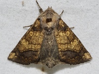 Papaipema cataphracta