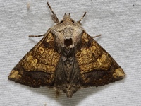 Papaipema cataphracta