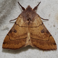 Choephora fungorum