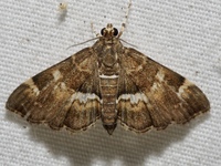 Hymenia perspectalis
