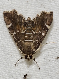 Hymenia perspectalis