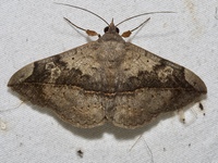 Anticarsia gemmatalis