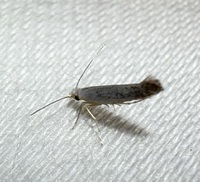 Argyresthia subreticulata