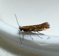 Cremastobombycia solidaginis