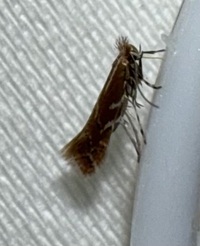 Cremastobombycia solidaginis