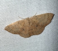 Cyclophora packardi