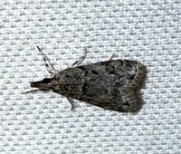 Eudonia heterosalis