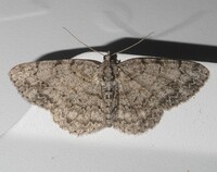 Protoboarmia porcelaria