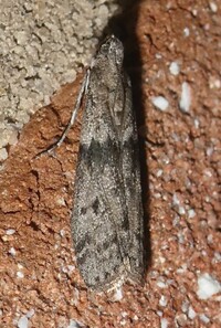 Ephestia kuehniella