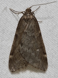Alsophila pometaria