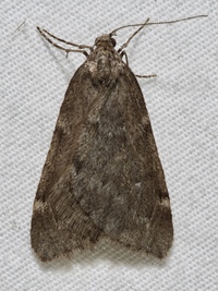 Alsophila pometaria