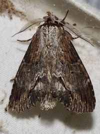 Dasylophia thyatiroides