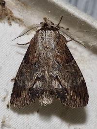 Dasylophia thyatiroides