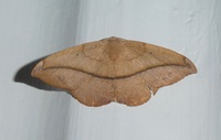 Patalene olyzonaria