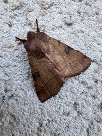 Choephora fungorum