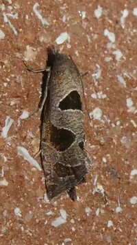 Pelochrista dorsisignatana