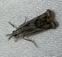 Microcrambus elegans