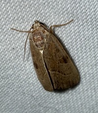 Galgula partita