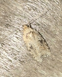 Agonopterix flavicomella