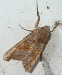 Phlogophora periculosa