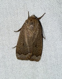 Abagrotis alternata