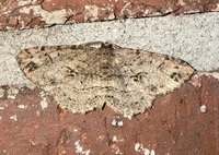 Melanolophia canadaria