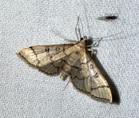 Blepharomastix ranalis