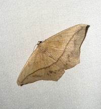 Prochoerodes lineola