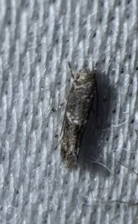 Elachista subalbidella