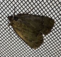 Amphipyra pyramidoides